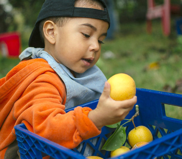 Photo 1 from Portland Fruit Tree Project